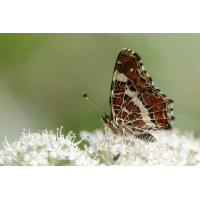 DN4A5825_DxO. klein.jpg (Steffen123)