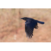 DN4A3912klein.jpg (Steffen123)