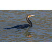 DN4A6898_DxO klein.jpg (Steffen123)