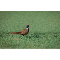 Fasan
(Steffen123) DN4A8870_DxO klein.jpg (Steffen123)
