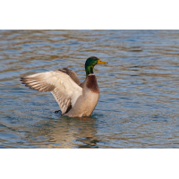 Ein Erpel
(Steffen123) DN4A4025_DxO.jpg (Steffen123)