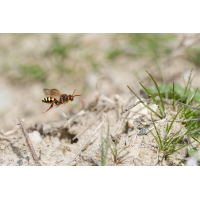 DN4A4807_DxO klein.jpg (Steffen123)
