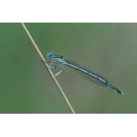 Blaue Federlibelle
(Steffen123) 3C3A3370_DxO klein.jpg (Steffen123)
