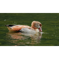 Die Nilgans
(Steffen123) 3C3A9551_DxOklein.jpg (Steffen123)