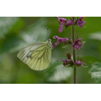3C3A0744_DxOklein.jpg (Steffen123)