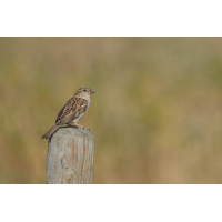 Ein Spatz
(Steffen123) 3C3A4392_DxOklein.jpg (Steffen123)