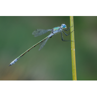 Glänzende Binsenjungfer
(Steffen123) 3C3A4248_DxOklein.jpg (Steffen123)