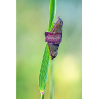 Kreuzblumen Bunteulchen.jpg (Clouser)