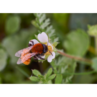 Rotpelzige Sandbiene (Andrena fulva).jpg (Il-as)