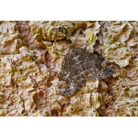 Chloroclysta citrata.jpg (Il-as)