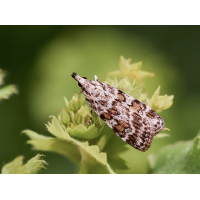 Scoparia pyralella.jpg (Il-as)