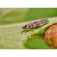 Marienkäfer Larve 1.jpg (Il-as)