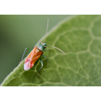 Dichrooscytus intermedius.jpg (Il-as)