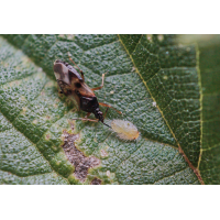 Anthocoris sp. mit Beute 1.jpg (Il-as)