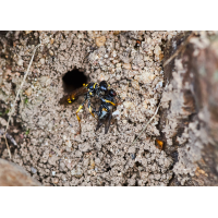 wespe 80.jpg (Il-as)