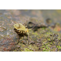 Staublaus 2.jpg (Il-as)