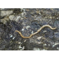 Erdläufer.jpg (Il-as)