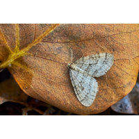 Kleine Frostspanner.jpg (Il-as)