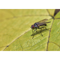 Blumenfliege.jpg (Il-as)