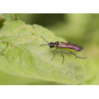 Blattwespe.jpg (Il-as)