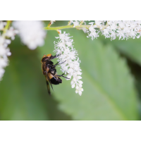 Gelbfleck-Waldschwebfliege.jpg (Il-as)
