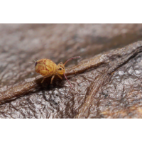 Bunter Kugelspringer.jpg (Il-as)