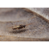 Ichneumonidae sp..jpg (Il-as)