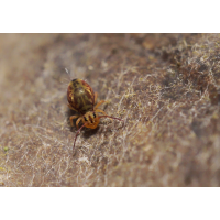 Dicyrtomina saundersi
(Il-as) Dicyrtomina saundersi.jpg (Il-as)