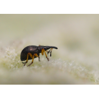 Rotfüßiger Klee-Spitzmausrüssler (Protapion fulvipes)
(Il-as) Rotfüßiger Klee-Spitzmausrüssler.jpg (Il-as)