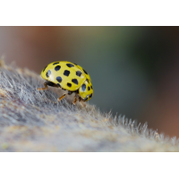 Zweiundzwanzigpunkt-Marienkäfer (Psyllobora vigintiduopunctata)
(Il-as) Zweiundzwanzigpunkt-Marienkäfer 1.jpg (Il-as)