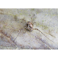 Waldgroßauge (Platybunus pinetorum)
(Il-as) Waldgroßauge 1.jpg (Il-as)