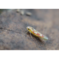 Gemeine Feuerzikade.jpg (Il-as)