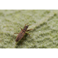 Sichelwanze (Nabis sp.)
(Il-as) Sichelwanze 1.jpg (Il-as)