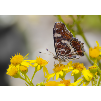 Landkärtchen im Sommer
(Il-as) Landkärtchen.jpg (Il-as)