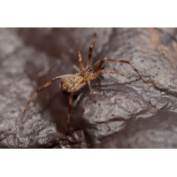 Kabelspinne.jpg (Il-as)