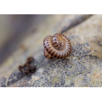 Schnurfüßer 1.jpg (Il-as)