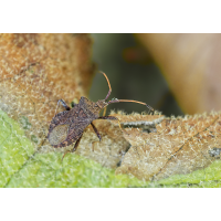 Lederwanze.jpg (Il-as)