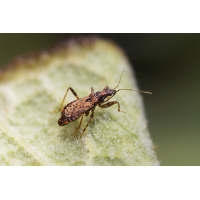 Ameisensichelwanze.jpg (Il-as)