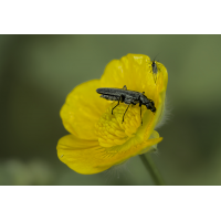 Am Butterblümchen.jpg (Il-as)