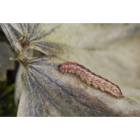 Polia nebulosa 1.jpg (Il-as)