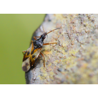 Anthocoris nemorum.jpg (Il-as)