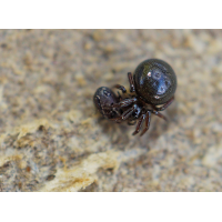 Spinnchen mit Beute.jpg (Il-as)