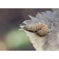 Raupe (Noctua fimbriata) 2.jpg (Il-as)