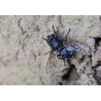 Blaue Schmeißfliege.jpg (Il-as)
