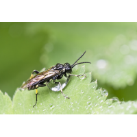 Echte Blattwespe (Dolerus sp.).jpg (Il-as)