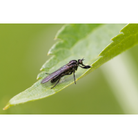 Tanzfliege (Hilara maura)
(Il-as) Hilara maura.jpg (Il-as)
