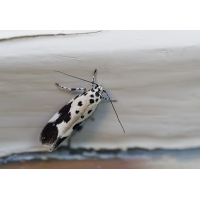 Ethmia quadrillella.jpg (Il-as)