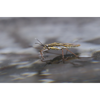 Wasserläufer (Gerridae sp.)
(Il-as) Wasserläufer 1.jpg (Il-as)