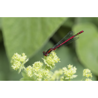 Frühe Adonislibelle
(Il-as) Adonislibelle.jpg (Il-as)