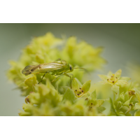 Lygocoris contaminatus 1.jpg (Il-as)